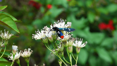 The Polka-Dot Wasp Moth (Syntomeida epilais)