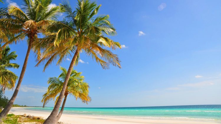 Beach landscape with palm tress